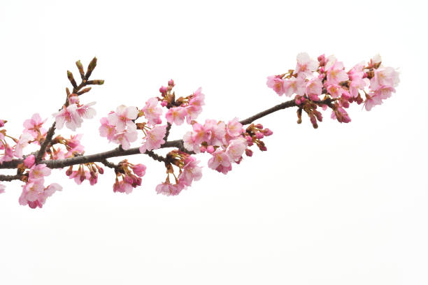 bunga sakura dengan latar belakang putih - bunga sakura potret stok, foto, & gambar bebas royalti
