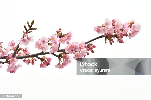 istock Cherry blossoms on white background 1370637688