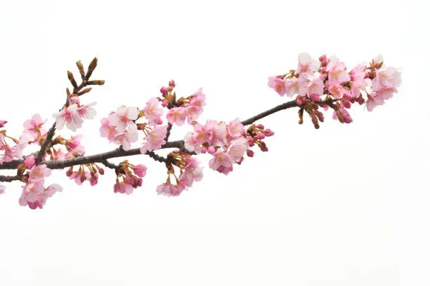 Photo of Cherry blossoms on white background