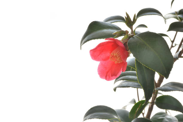 istock Red camellia flower on a white background 1370637697