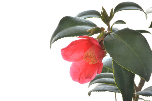 istock Red camellia flower on a white background 1370637698