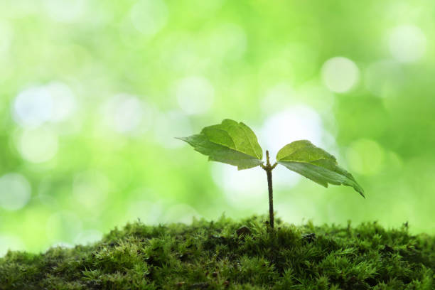 Young leaves on green grasses