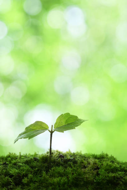 istock Young leaves on green grasses 1370637705