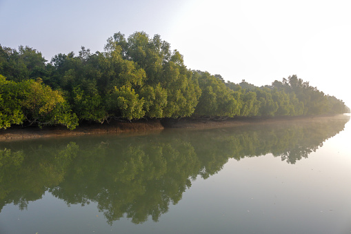 Una vista de Sundarban en una mañana de invierno. photo