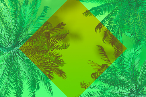 Transparent empty frame palm tree vibrant color background, 3d render.