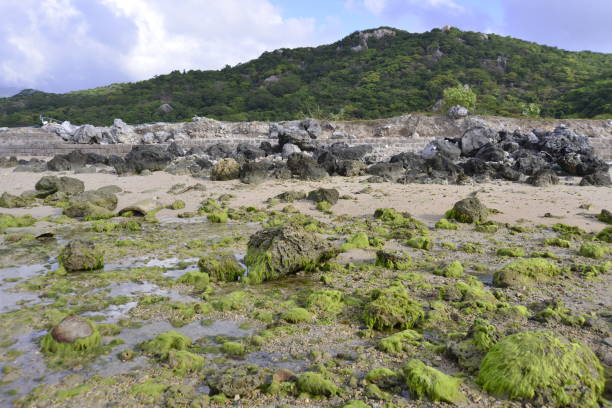 istock Landscape photo: green moss season in Rai cave. 1370639572