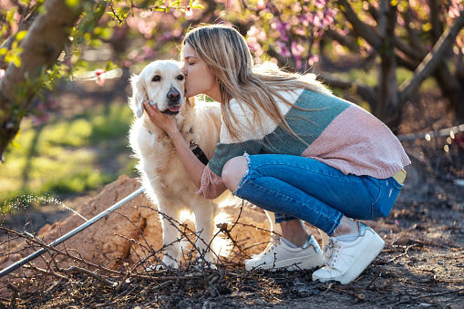 Shot of beautiful woman stroking and pampering her lovely golden retriever dog sitting on the floor in a cherry field in springtime.