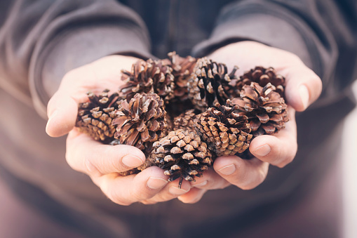 Man holding some fir cones he has collected in Denmark