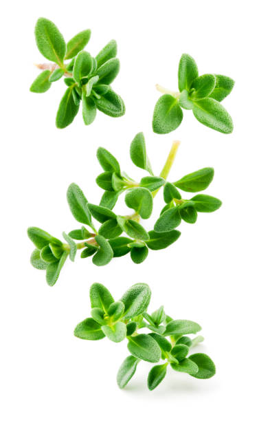 Thyme isolated. Thyme herb on white background. Fresh thyme plant collection is flying.
