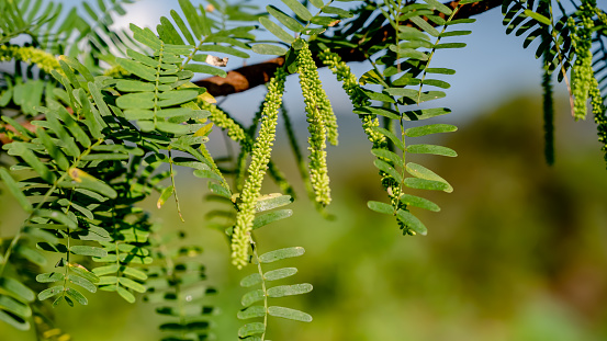 Prosopis velutina (veli maram or Outer tree), commonly known as velvet mesquite, is a small to medium-sized tree. It is a legume adapted to a dry, desert climate.