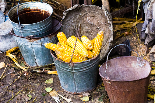 The metal bucket is full of corn heads until it stops