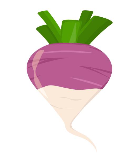 vektordarstellung einer auf weißem hintergrund isolierten rübe - turnip stock-grafiken, -clipart, -cartoons und -symbole