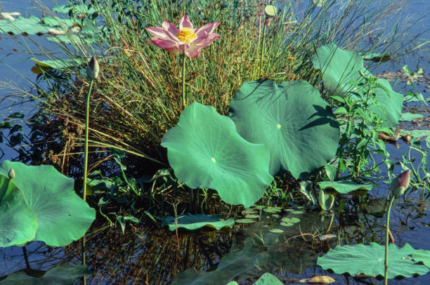 istock Nature photo film: Lotus blooming season. 1370641469
