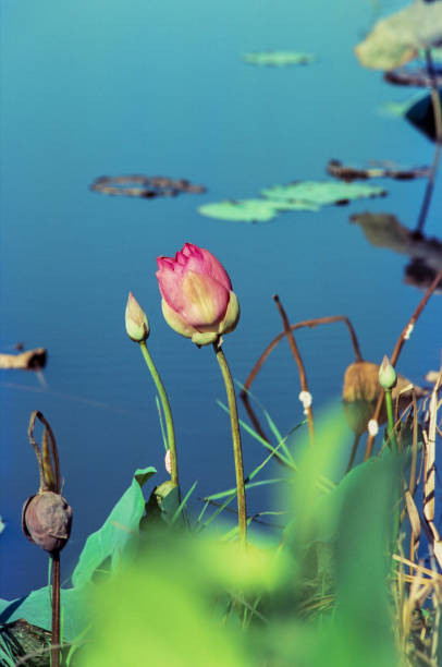 istock Nature photo film: Lotus blooming season. 1370641509