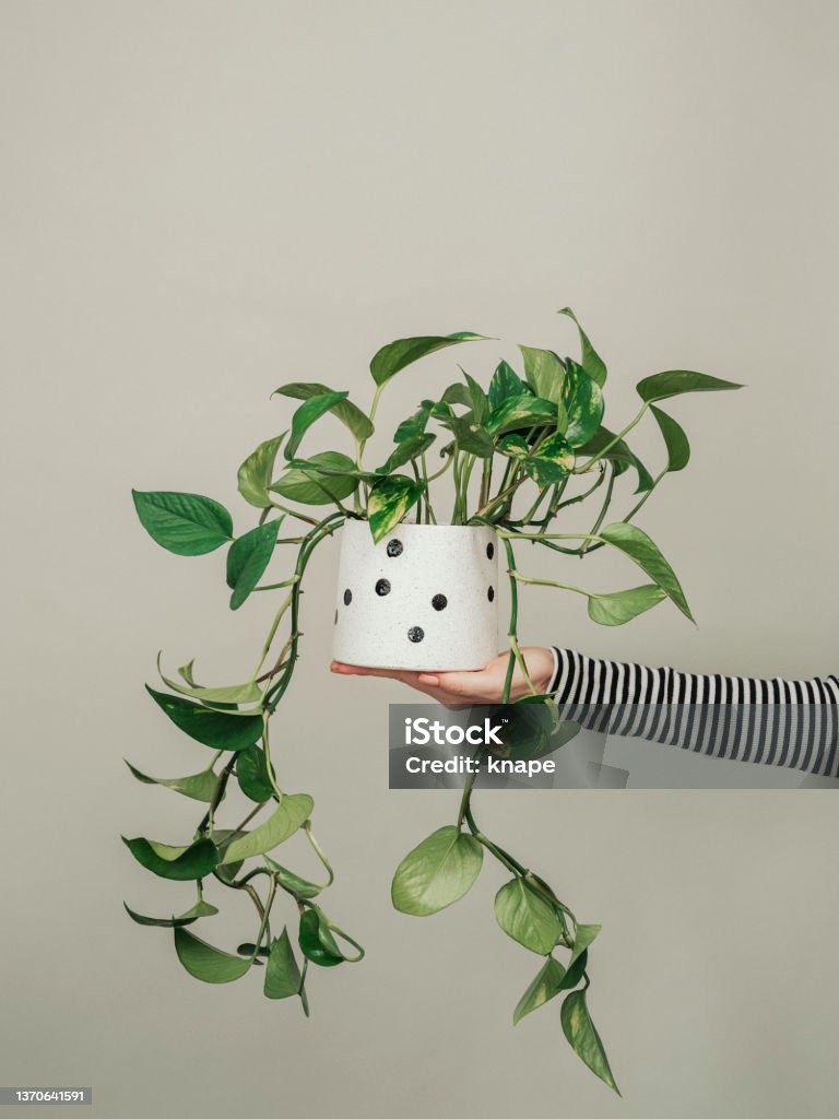 Woman holding potted houseplant plant photo in studio Golden Pothos Stock Photo