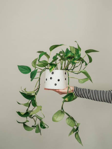 Woman holding potted houseplant plant photo in studio stock photo