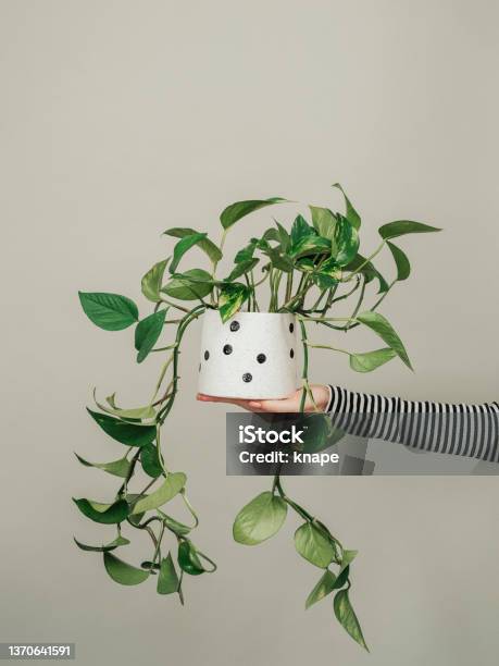 Woman Holding Potted Houseplant Plant Photo In Studio Stock Photo - Download Image Now