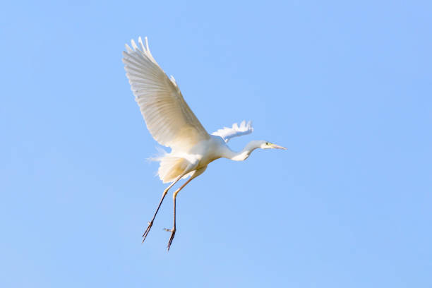istock Great egret flying in blue sky in Volga River 1370641632