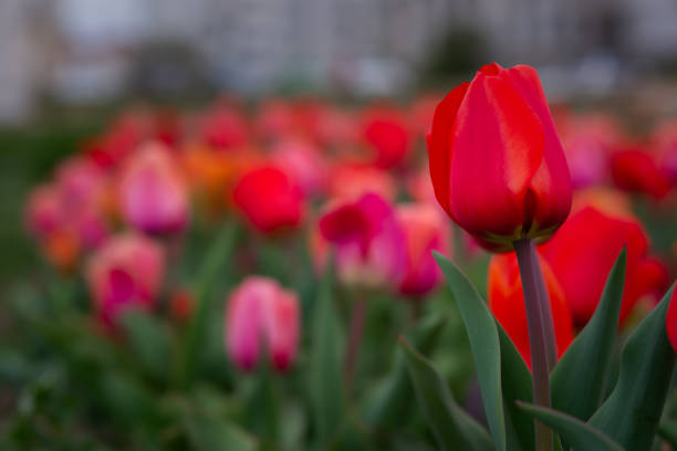 red tulips garden - agriculture bed botany copy space imagens e fotografias de stock