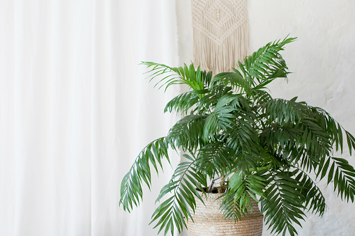 Areca palm in a wicker basket on a white background. Palm plant in a light interior
