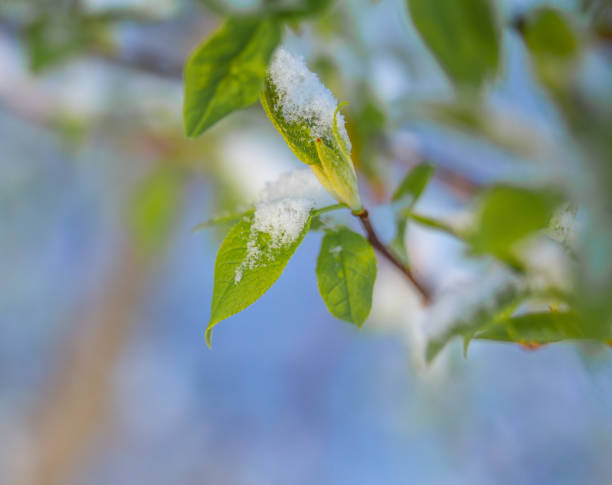 istock A beautiful, fresh bird cherry leaves under the snow in spring. 1370643988