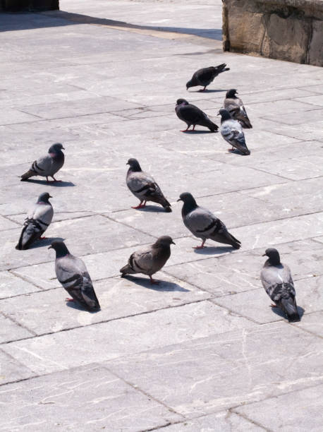 Pigeons on old town stone flooring.  Gijón, Asturias, Spain.