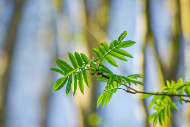 Beautiful rowan tree branches with leaves during spring season. Natural scenery of Northern Europe woodlands.