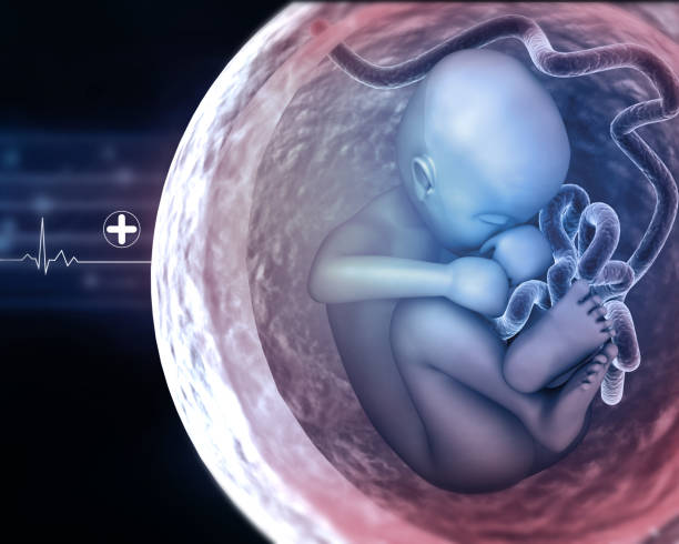 istock Fetus in womb. Medical concept 1370644360