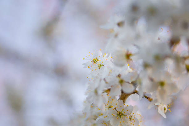 istock Beautiful white plum tree flowers blossoming during the spring. 1370645471