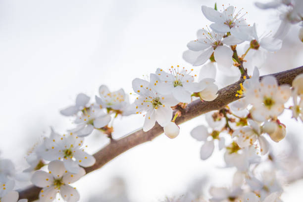 Beautiful white plum tree flowers blossoming during the spring. Seasonal scenery of Northern Europe.