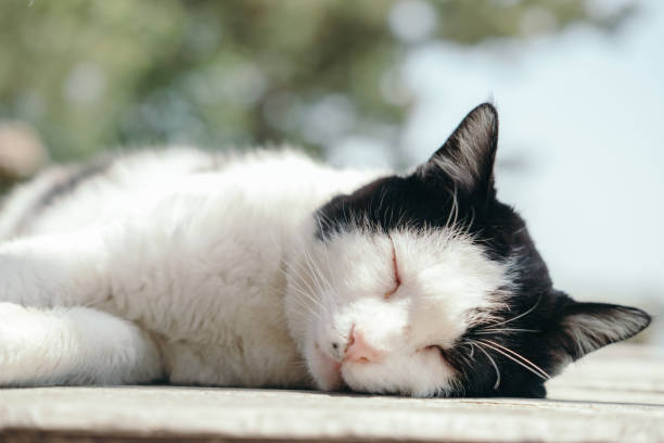 Black and white cat sleeping soundly on a park table
