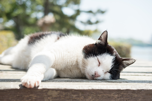 Black and white cat sleeping soundly on a park table