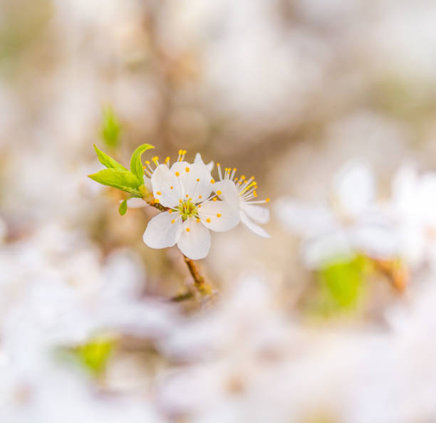 istock Beautiful plum tree blossoms in spring sunlight. 1370648503