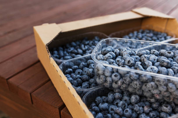 istock Box or crate with collected fresh blueberries. Berries agriculture business 1370649935