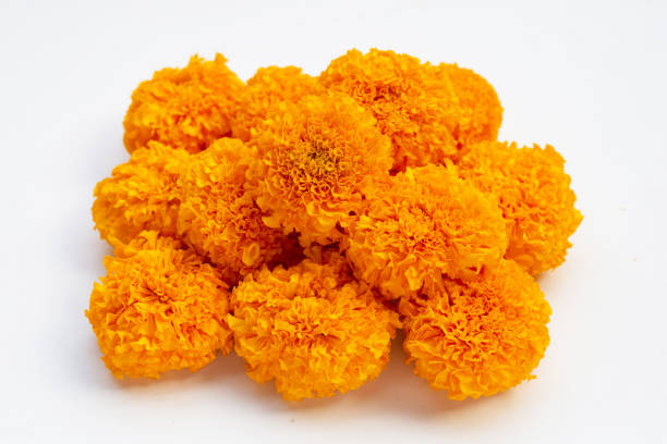 istock Marigold flowers on white background. 1370651729