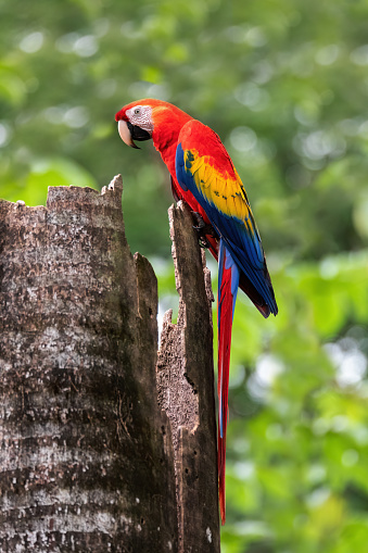 Scarlet macaw (Ara macao), sitting at the entrance to their nest in the hollow of a tree trunk. Quepos, Wildlife and birdwatching in Costa Rica.