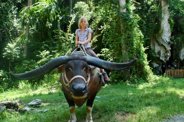 istock Girl on an ox 1370654450