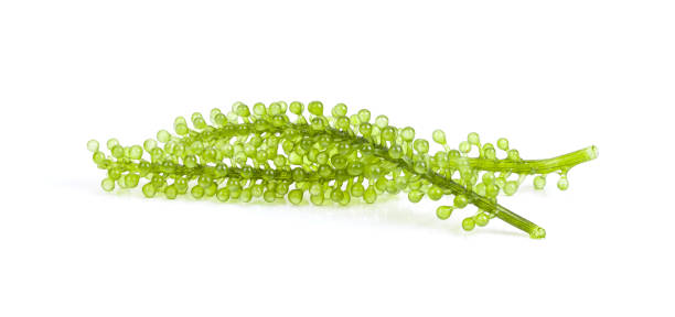 istock Sea grapes ( green caviar ) seaweed on white 1370654990