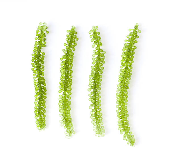 istock Sea grapes ( green caviar ) seaweed on white background 1370655006