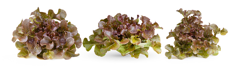red oak leaf lettuce isolated on a white background