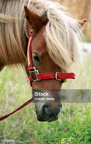 Photo libre de droit de Poney Des Shetland banque d'images et plus d'images libres de droit de Alezan foncé - Couleur d'un cheval - Alezan foncé - Couleur d'un cheval, Amitié, Animaux de compagnie