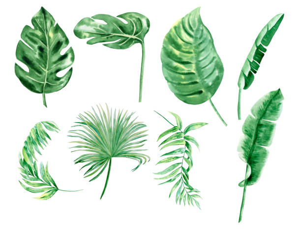 istock Tropical leaves set watercolor illustration. Green jungle foliage on isolated background. Hand drawn branches of palm trees and exotic bushes. For postcards and wedding design. Floral elements 1370657217