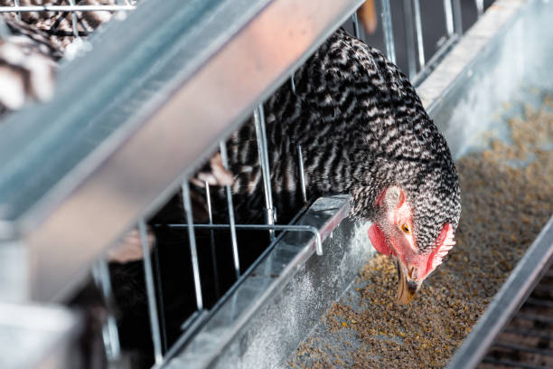 istock Close up of chicken hen feeding in cage 1370658053