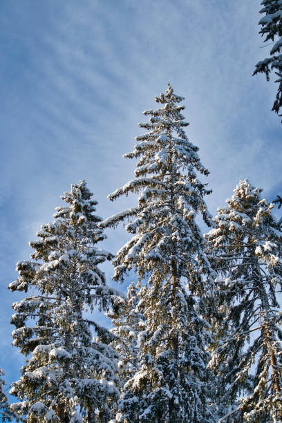 Real snow on a decoreted pine tree againts blue sky