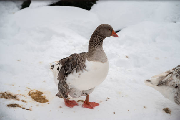 istock A duck bird on the snow 1370659362