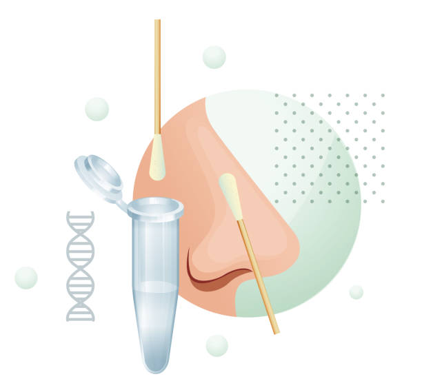 Nasal Swab - RT- PCR Testing  - Stock Illustration Nasal Swab - RT- PCR Testing  - Stock Illustration as EPS 10 File human nose stock illustrations