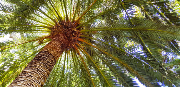 istock palm trees green nature background 1370665212