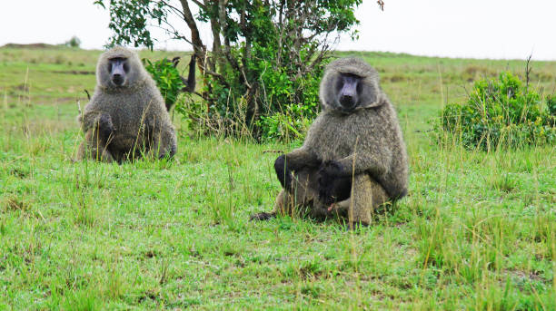istock Baboon resting on a hot day in the African savannah. 1370665245