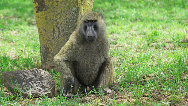 istock Baboon resting on a hot day in the African savannah. 1370665355
