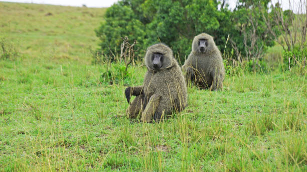 istock Baboon resting on a hot day in the African savannah. 1370665392